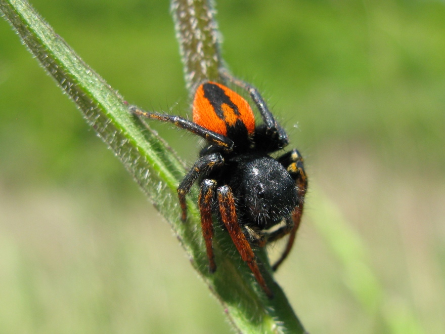 Philaeus chrysops